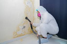 Why You Should Choose Our Mold Remediation Services in Bridgewater, VA